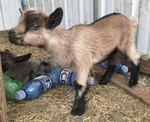Gavella Strawberry Frosting