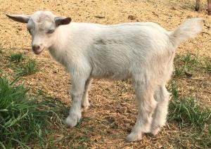 Gavella Celebrian Imladris