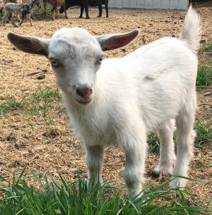 Gavella Celebrian Imladris