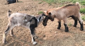 Gavella Strawberry Frosting