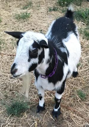 Mustang Creek Jingle Bells