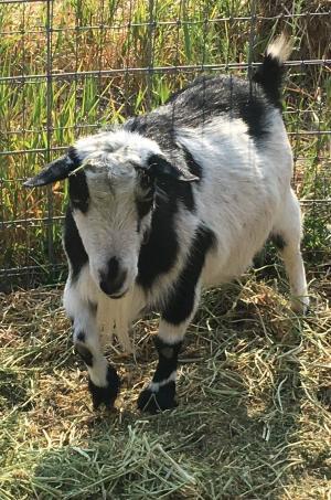 Mustang Creek Jingle Bells