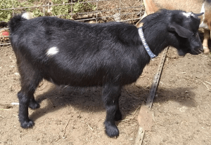 Flower Lion Farm AOI Toblerone