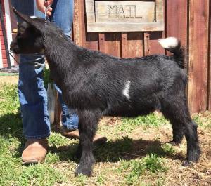 Flower Lion Farm AOI Toblerone