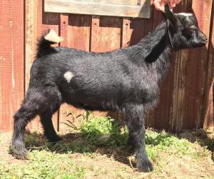 Flower Lion Farm AOI Toblerone