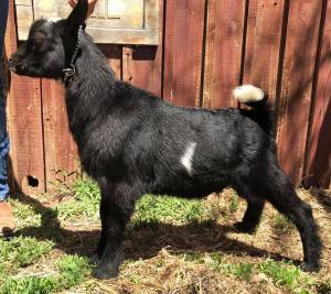 Flower Lion Farm AOI Toblerone