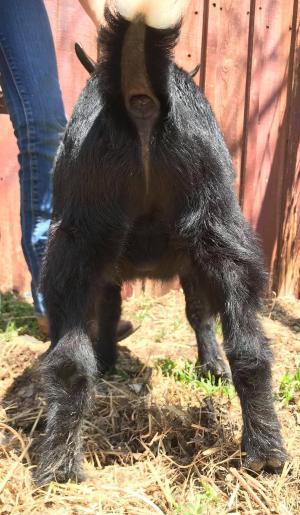 Flower Lion Farm AOI Toblerone