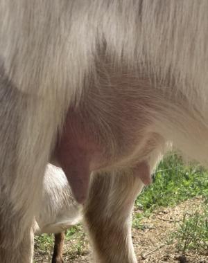 Sweet Outlaw Mei Mei