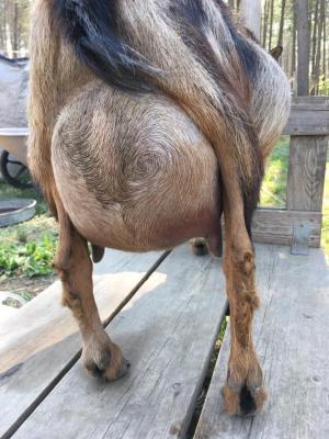 Shire Farm Mithril Moon