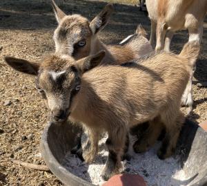 Gavella Adi Gallia and Red