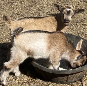 Gavella Adi Gallia and Red