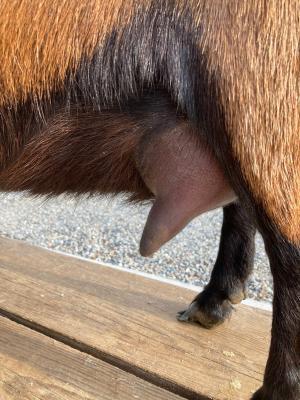 Mistwood PC May Bell