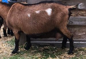 Mistwood PC May Bell