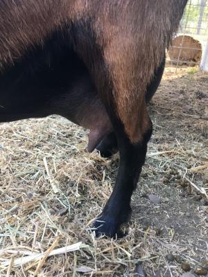 Mistwood PC May Bell