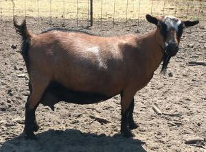 Mistwood PC May Bell