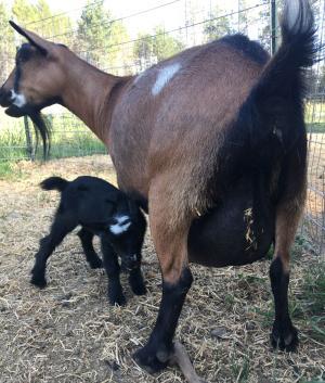 Mistwood PC May Bell