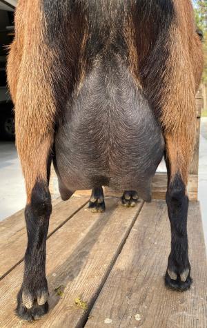 Mistwood PC May Bell