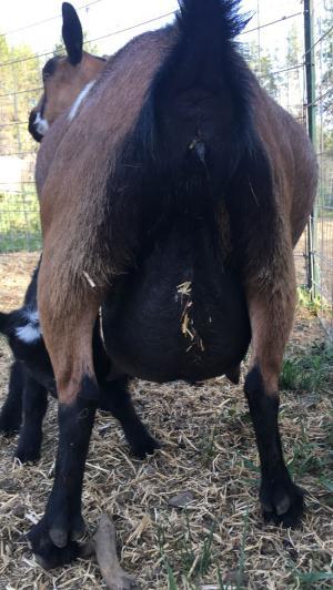 Mistwood PC May Bell