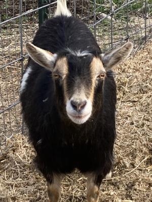 Sagebrush&Sunflowers Luna