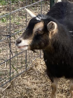 Sagebrush&Sunflowers Luna