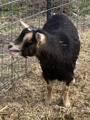 Sagebrush&Sunflowers Luna