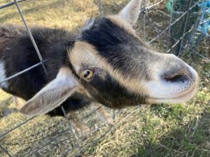Sagebrush&Sunflowers Luna