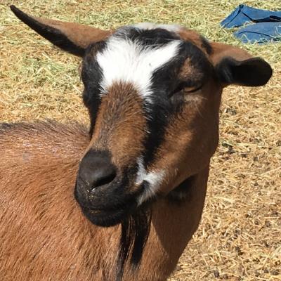 Mistwood PC May Bell