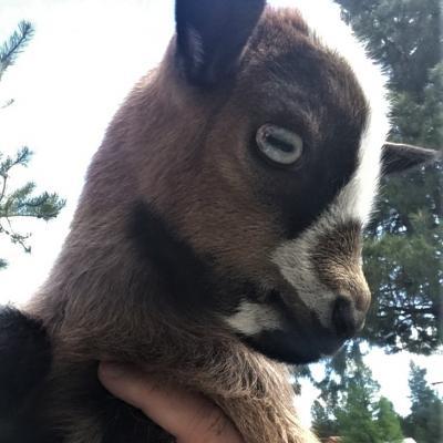 Gavella Nomi Sunrider