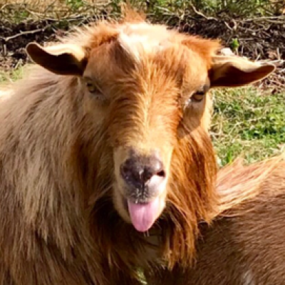 Lady Walkers M Double Galaxy