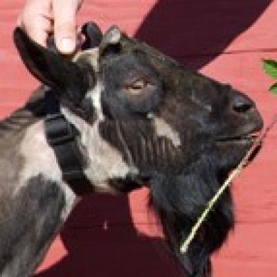 Proctor Hill Farm TO Go Daddy