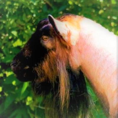 Pholia Farm RD La Brea Legend