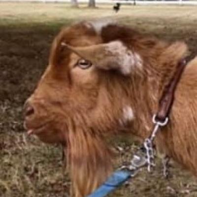 India Blue J Obi Wan Kenobi