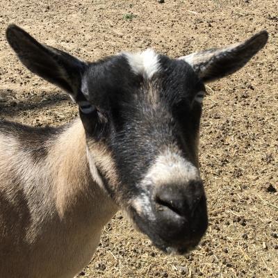 Camanna CB Lady Classamora