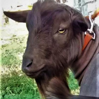 Sugar Moon NS Alejandro