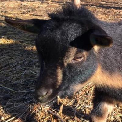 Lukalah Farm BZ Oliver Snow