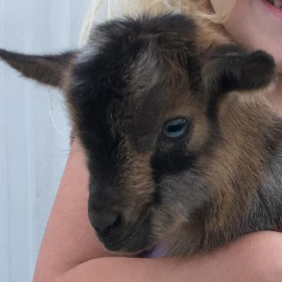 Gavella Leaf on the Wind