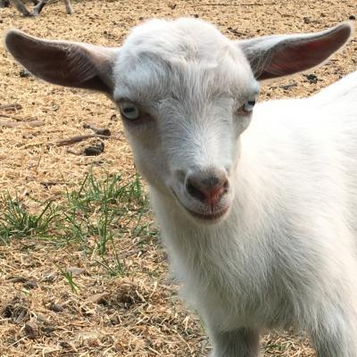 Gavella Celebrian Imladris