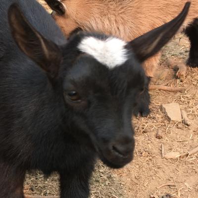 Gavella Mearas May Star