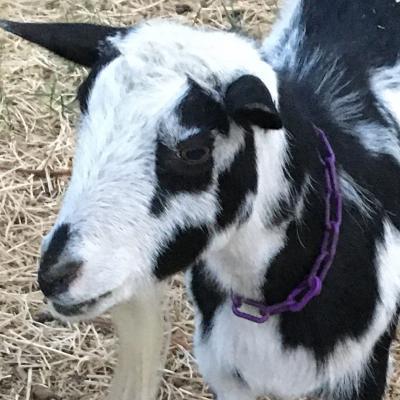 Mustang Creek Jingle Bells