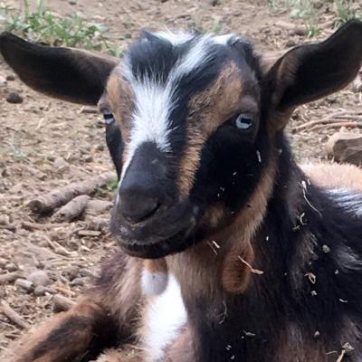 Gavella Malcolm Reynolds