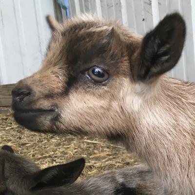 Gavella Strawberry Frosting