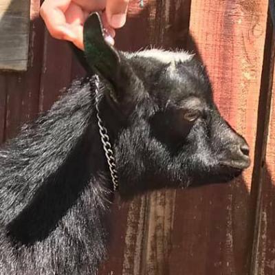 Flower Lion Farm AOI Toblerone