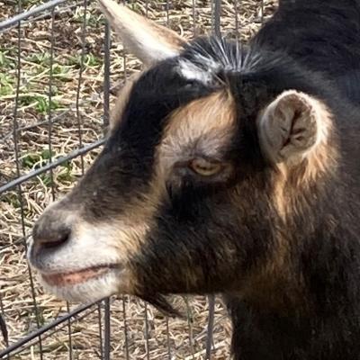 Sagebrush&Sunflowers Luna