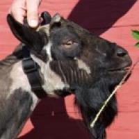 Proctor Hill Farm TO Go Daddy