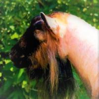 Pholia Farm RD La Brea Legend