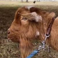 India Blue J Obi Wan Kenobi