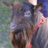 Fuji Farm ATS Mi Incentivo