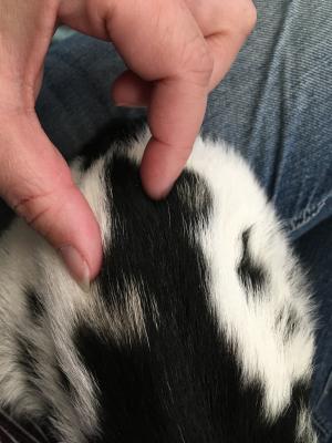 Gavella Vanilla Bean