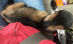 K12 - Unregistered Buckling