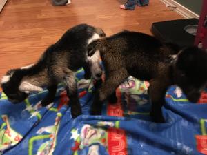 K13 and K12 - Unregistered Bucklings